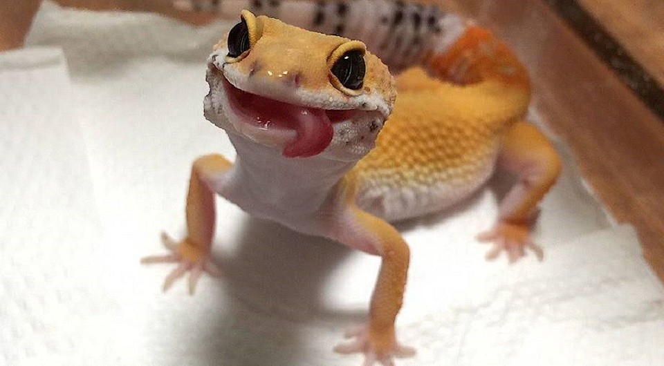 Ящерицы-улыбашки: 20 фото эублефаров, которые поменяют твое мнение о рептилиях (видео)
