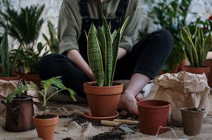 Фэншуй не одобряет: 8 комнатных растений, которые нельзя держать дома