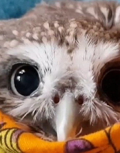 Умилительные пучеглазки: 10 смешных фото и видео домашних сов