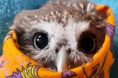 Умилительные пучеглазки: 10 смешных фото и видео домашних сов