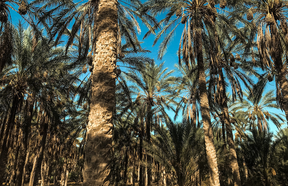 «Как это без трансжиров?»: 7 мифов о пальмовом масле, которые давно пора развеять