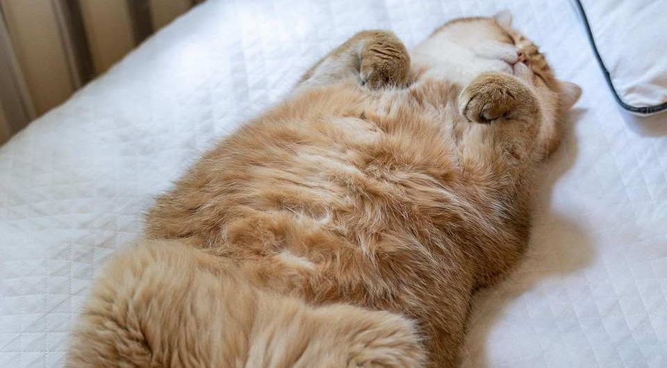Амбассадоры лени: 10 фото котов, которые знают толк в отдыхе (+видео)