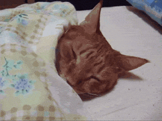 Амбассадоры лени: 10 фото котов, которые знают толк в отдыхе (+видео)
