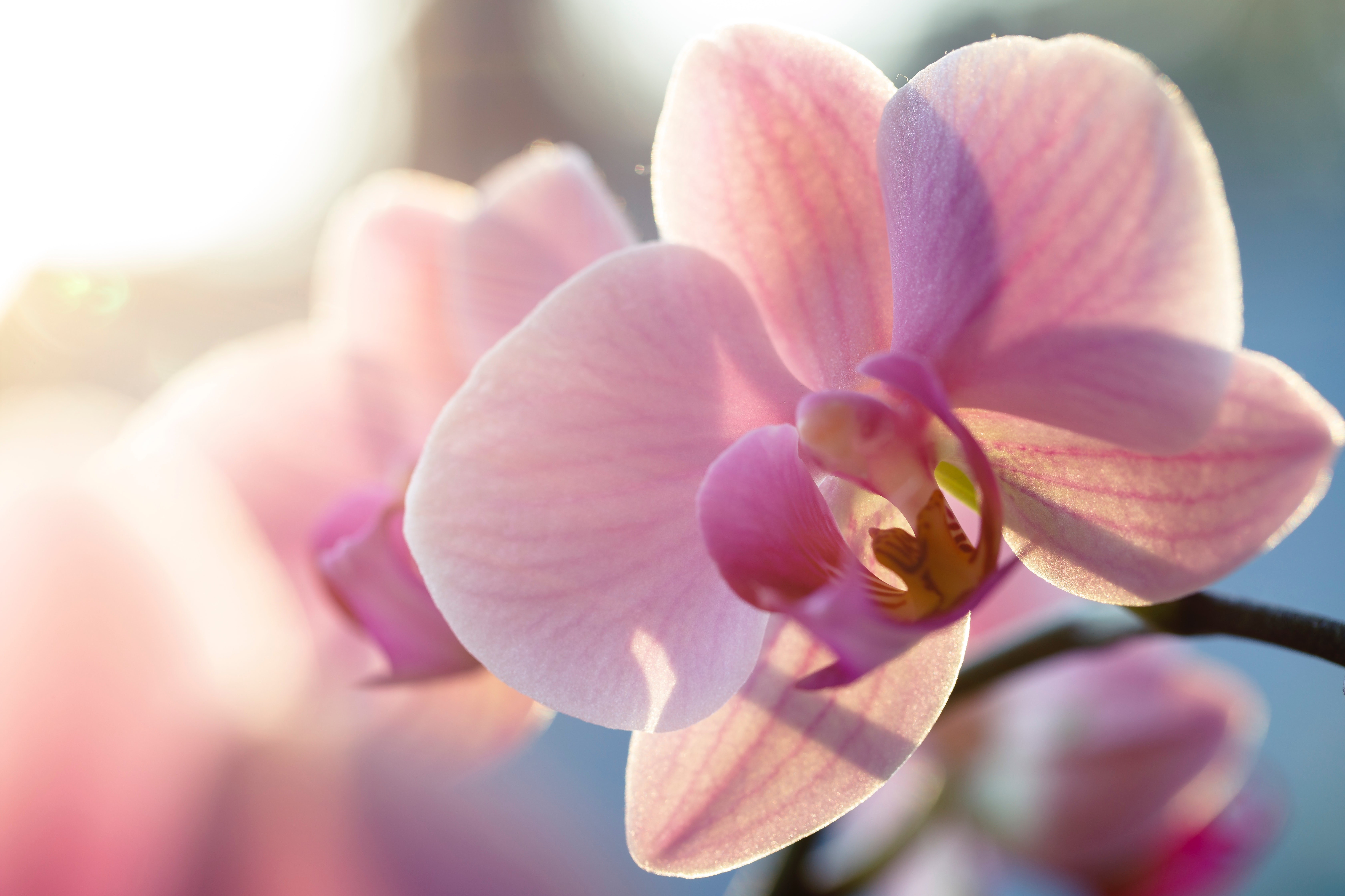 Как помочь орхидее перенести жаркое лето