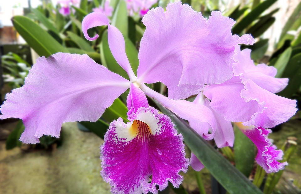 Капризная красавица: как ухаживать за орхидеей в домашних условиях