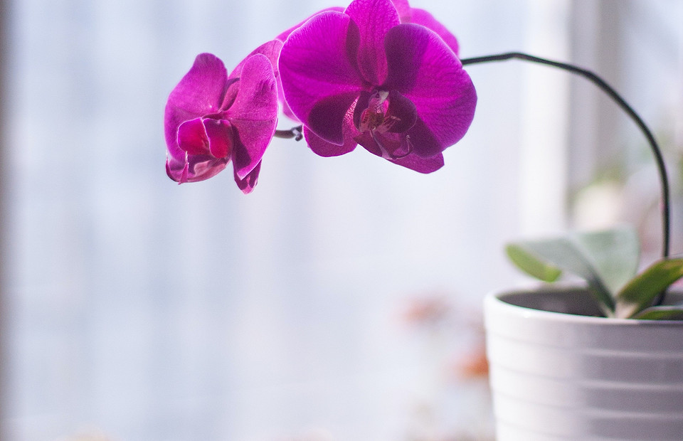 Капризная красавица: как ухаживать за орхидеей в домашних условиях