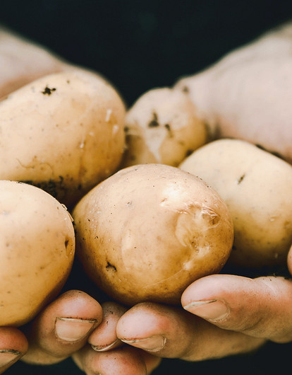 Пойдем копать картошку: какие дачные работы стоит сделать в сентябре