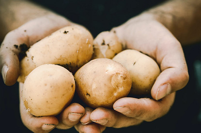 Пойдем копать картошку: какие дачные работы стоит сделать в сентябре