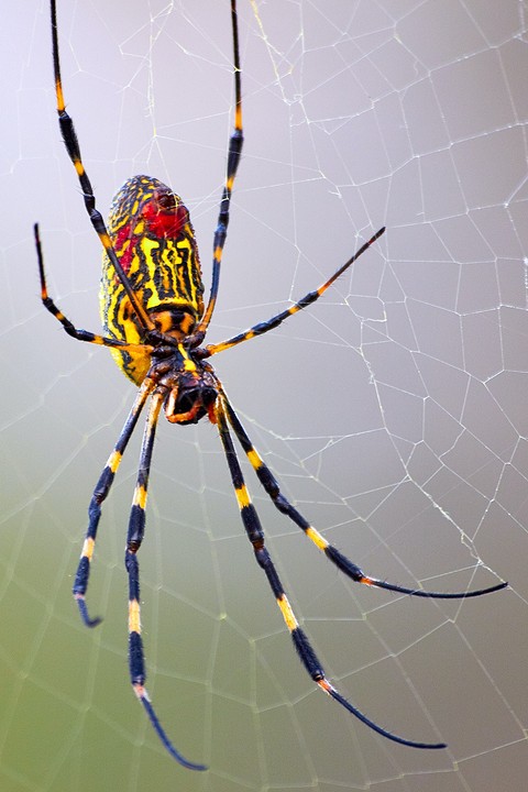 Красные и желтые пауки могут предупреждать о серьезных заболеваниях сердца и сосудов, предвещать какие-то новости и символизировать неприятности в доме. Замужним...