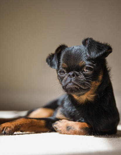 «Я сказала «фу»: 15 пород собак, которые не пахнут и почти не линяют