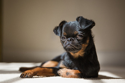 «Я сказала «фу»: 15 пород собак, которые не пахнут и почти не линяют