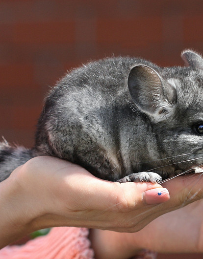 Спят вниз головой, умеют сбрасывать шерсть и не только: 25 удивительных фактов о шиншиллах