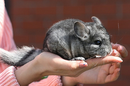 Спят вниз головой, умеют сбрасывать шерсть и не только: 25 удивительных фактов о шиншиллах