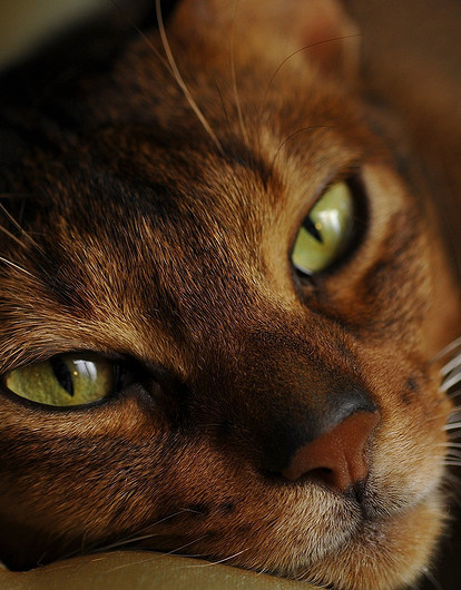 8 пород кошек, которых лучше не заводить