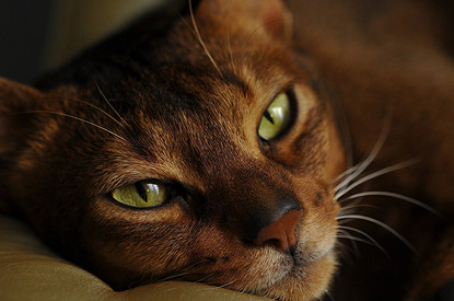 8 пород кошек, которых лучше не заводить