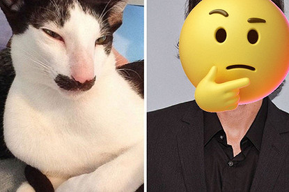 Сходство налицо: 15 смешных фото животных, похожих на знаменитостей