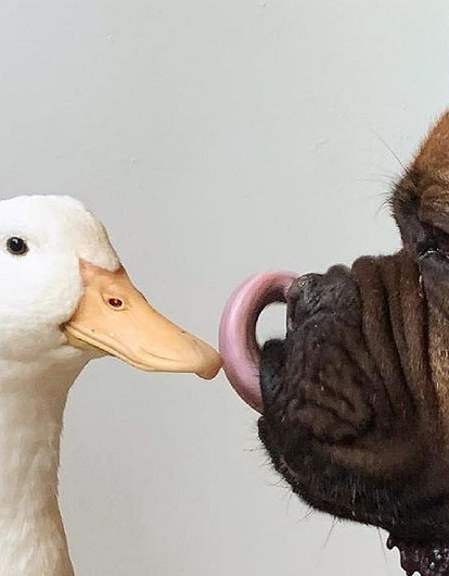 6 Instagram-историй о животных, которые следуют завету кота Леопольда