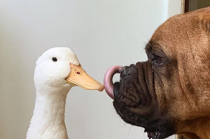 6 Instagram-историй о животных, которые следуют завету кота Леопольда