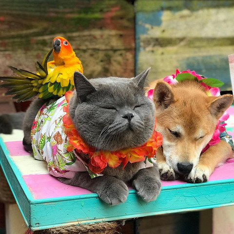 6 Instagram-историй о животных, которые следуют завету кота Леопольда