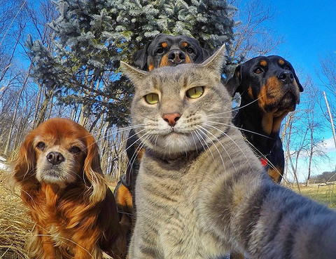 6 Instagram-историй о животных, которые следуют завету кота Леопольда