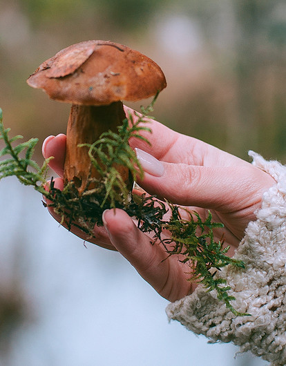 Как правильно сушить грибы в домашних условиях: пошаговая инструкция