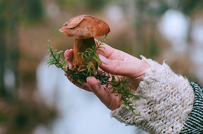 Как правильно сушить грибы в домашних условиях: пошаговая инструкция