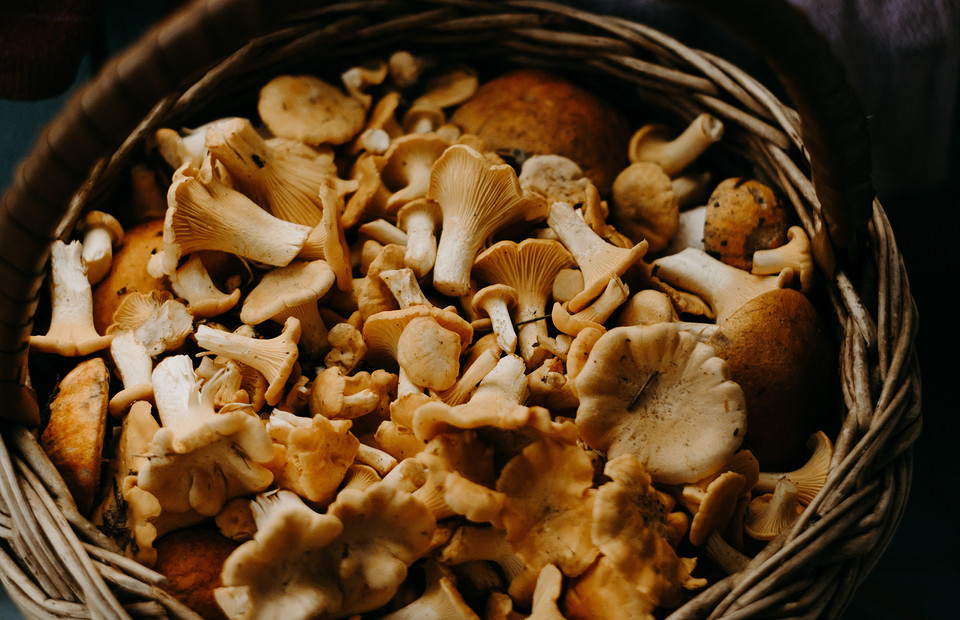Как правильно сушить грибы в домашних условиях: пошаговая инструкция