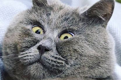 Тест: «Насколько хорошо ты знаешь кошек и собак — звезд соцсетей»