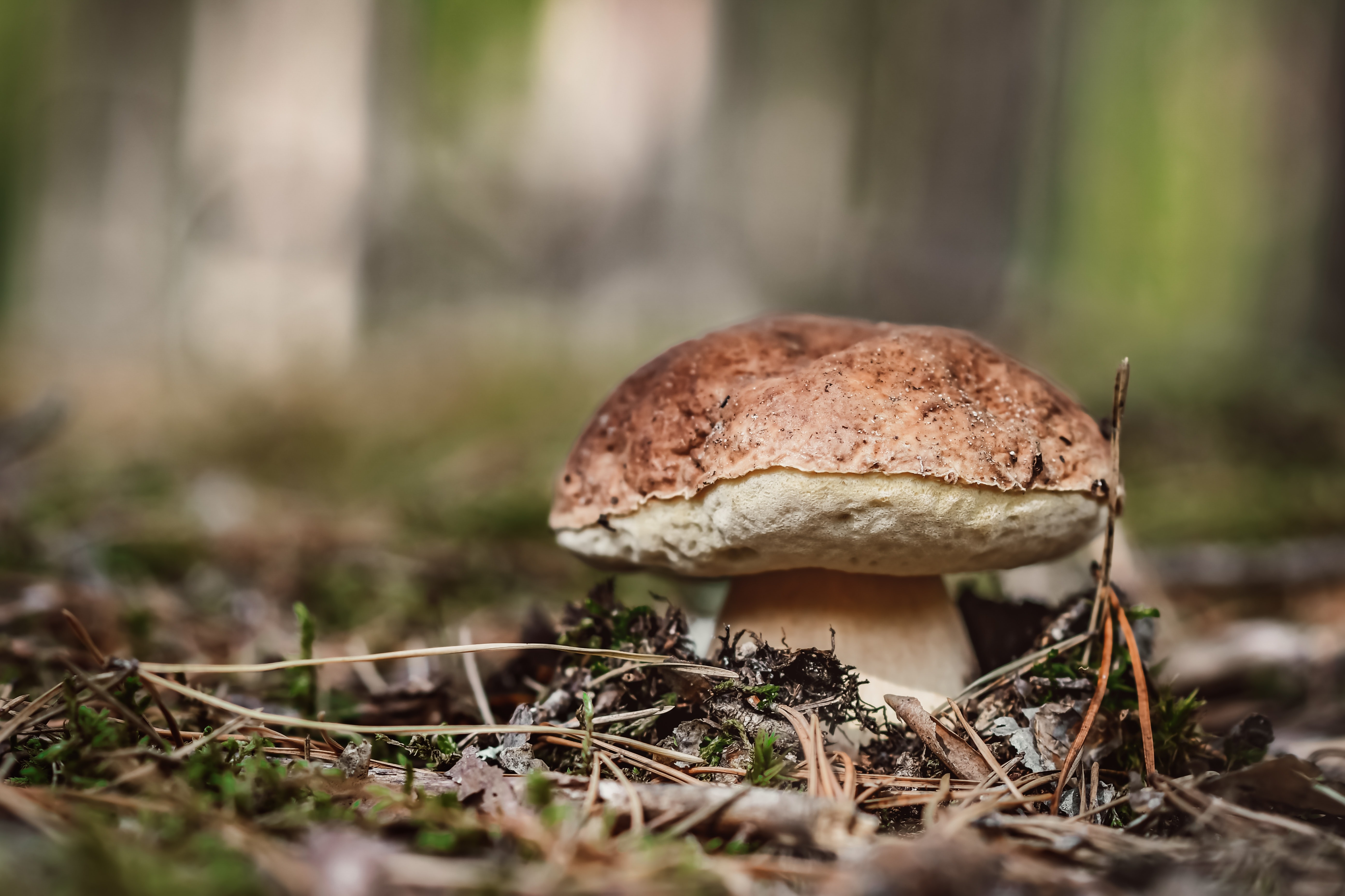 К чему снятся грибы: толкования по дням недели, обстоятельствам и разным сонникам