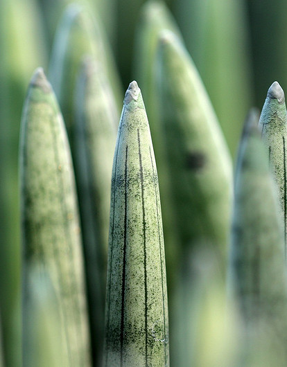 В темноте, да не в обиде: 7 комнатных растений, которые отлично растут без солнца