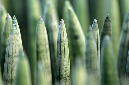 В темноте, да не в обиде: 7 комнатных растений, которые отлично растут без солнца