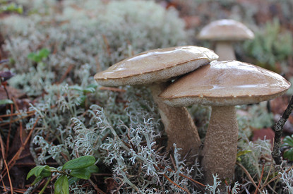 К чему снятся грибы: толкования по дням недели, обстоятельствам и разным сонникам