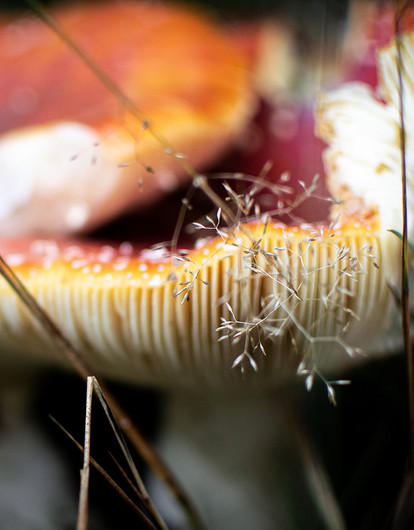 Маска из мухоморов, сыворотка из поганок: как использовать ядовитые грибы для твоей красоты