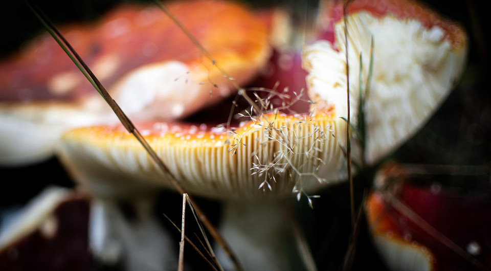 Маска из мухоморов, сыворотка из поганок: как использовать ядовитые грибы для твоей красоты
