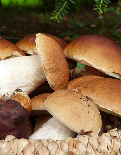 Топ-10 самых низкокалорийных грибов (и полезные рецепты)