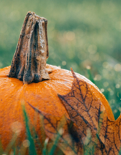 Что приготовить из тыквы: 21 вкусный и простой рецепт на каждый день