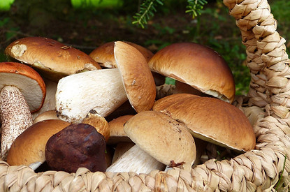 Топ-10 самых низкокалорийных грибов (и полезные рецепты)