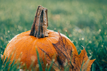 Что приготовить из тыквы: 21 вкусный и простой рецепт на каждый день