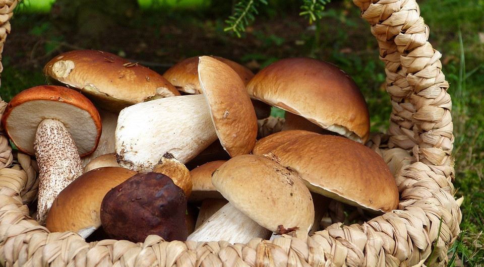 Топ-10 самых низкокалорийных грибов (и полезные рецепты)