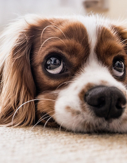 Что нельзя давать собакам: 10 продуктов, которые опасны для их здоровья