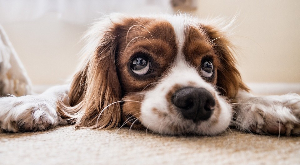 Что нельзя давать собакам: 10 продуктов, которые опасны для их здоровья