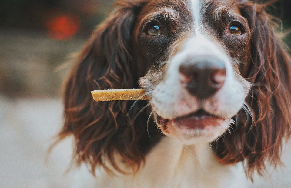 Что нельзя давать собакам: 10 продуктов, которые опасны для их здоровья