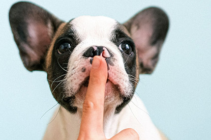 Четвероногие тихони: 7 пород собак, которые почти не лают