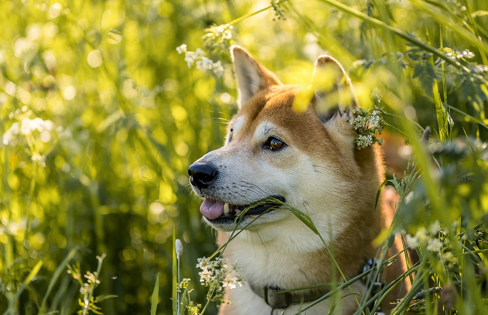 Четвероногие тихони: 7 пород собак, которые почти не лают