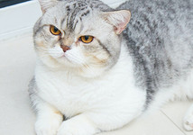 Кошка манчкин: описание породы, характер и уход