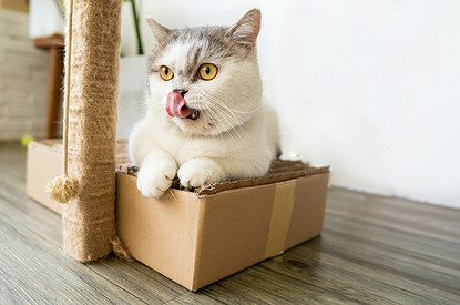 Кошка манчкин: описание породы, характер и уход