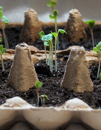 Прости-прощай: 8 популярных ошибок при выращивании рассады дома