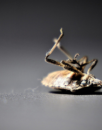 Как избавиться от клопов в квартире: 18 эффективных способов