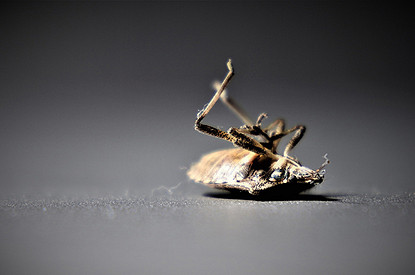 Как избавиться от клопов в квартире: 18 эффективных способов