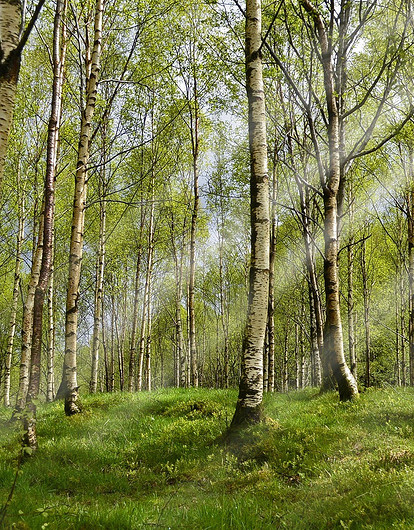 Троица: народные традиции, поверья и обряды